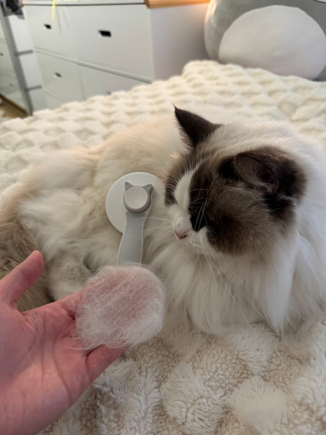 Customer photo review of One-Click Self-Cleaning Pet Brush – Angled Design for Easy Grooming