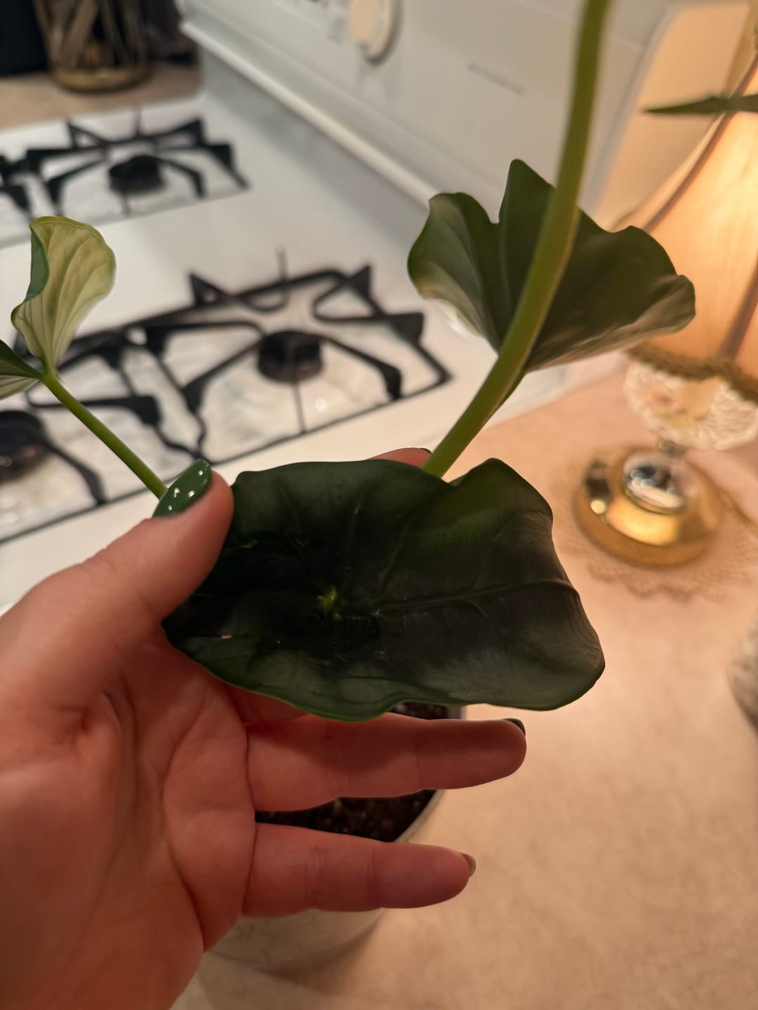 Customer photo review of Philodendron ‘Ring of Fire’