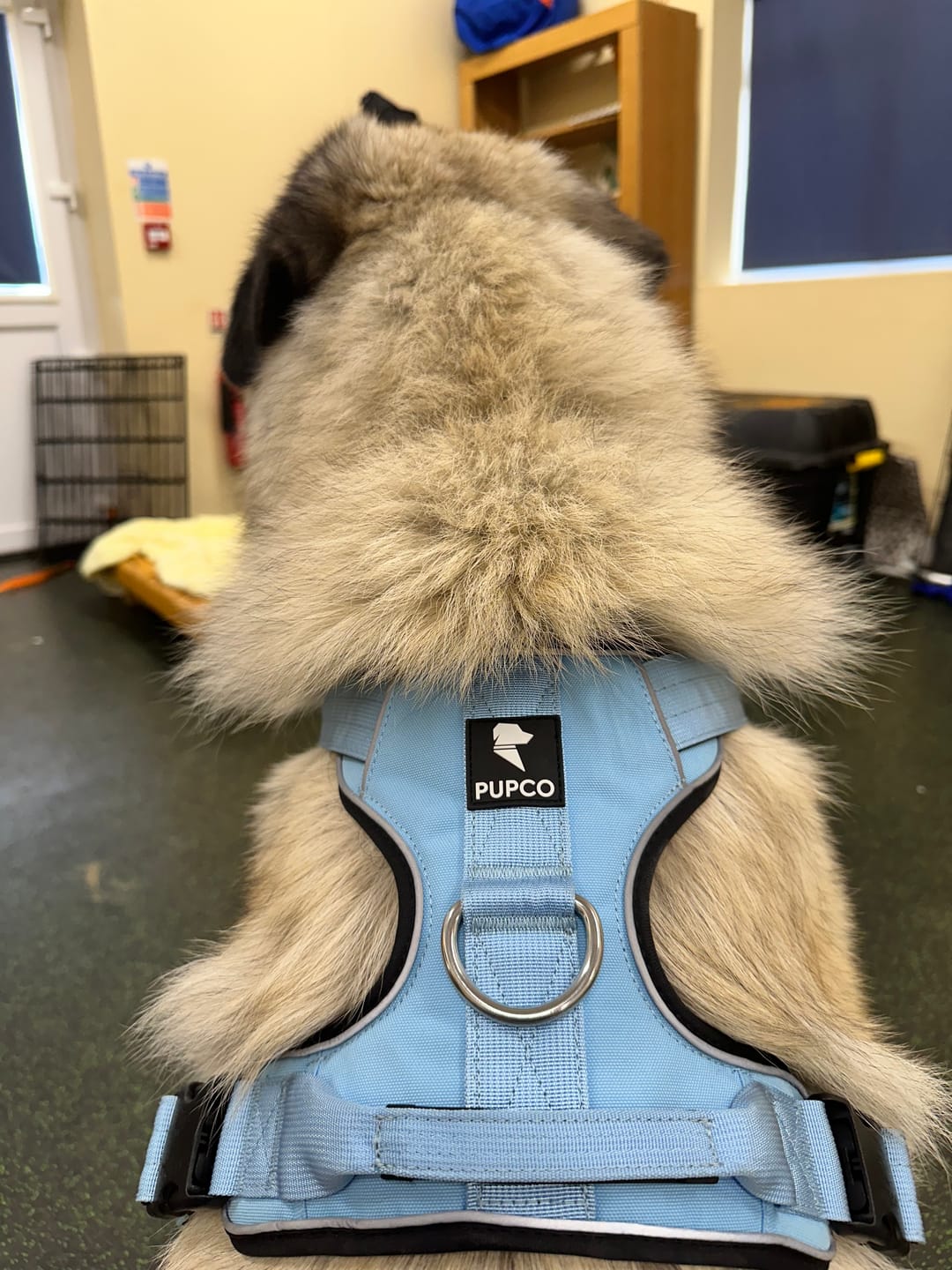 Customer photo review of Prime harness - Sky blue