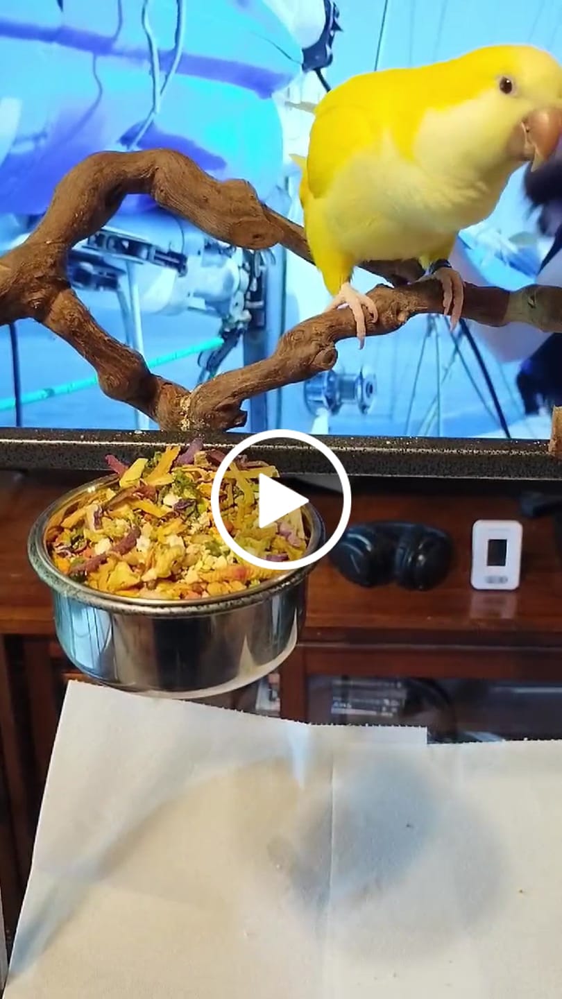 Customer video review of Bird Bites Freeze Dried Chop - Totally Veggies - No Fruit