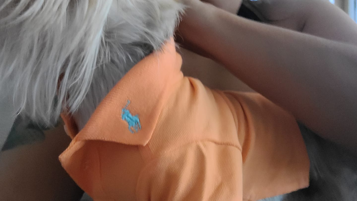 Customer photo review of Polo Ralph Lauren Cotton-Mesh Dog Polo Shirt