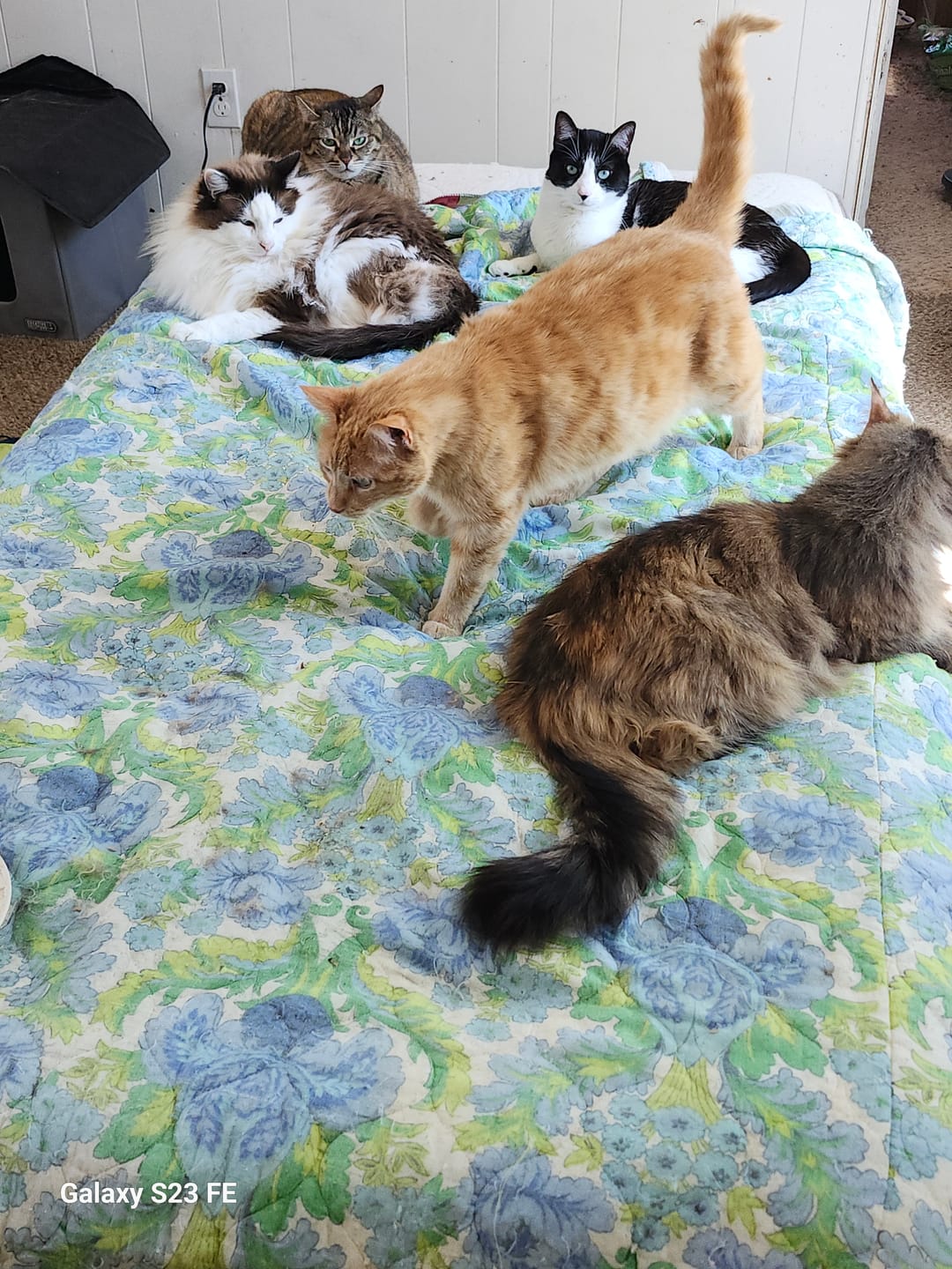 Customer photo review of Cat Dental Care & Bad Breath Remedy