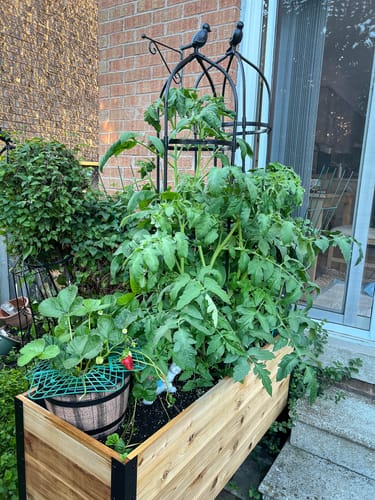 Customer photo review of 18" x 48" Raised Garden Bed - 30" TALL