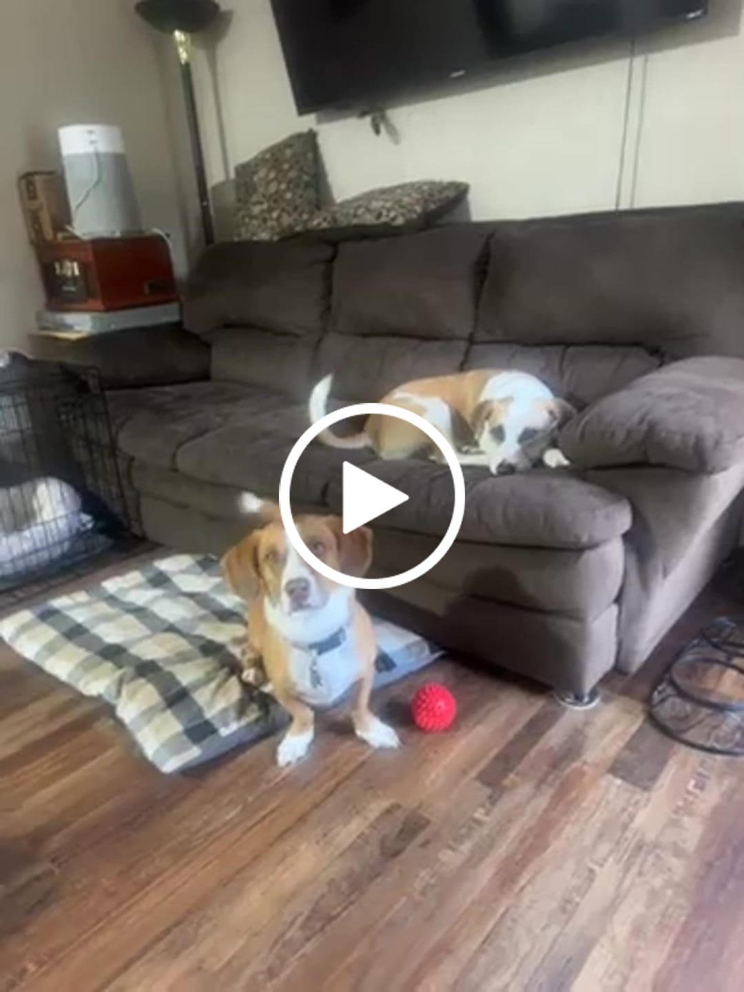 Customer video review of Peanut Butter Sweet Potato Bones
