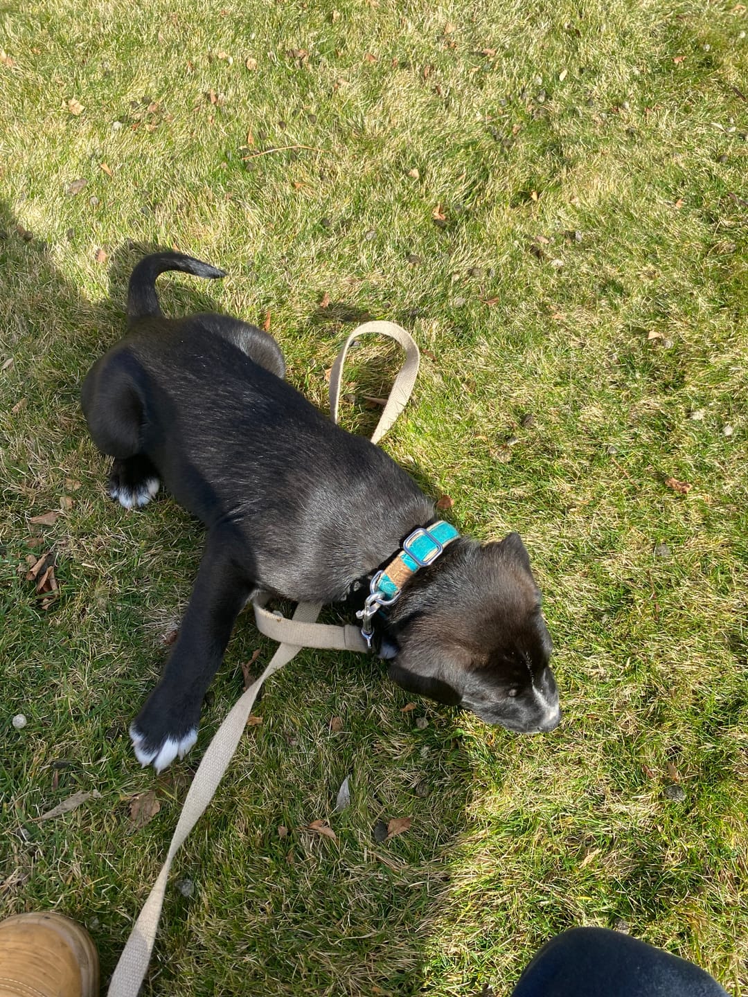 Customer photo review of Hemp & Organic Cotton Dog Collar ~ Turquoise