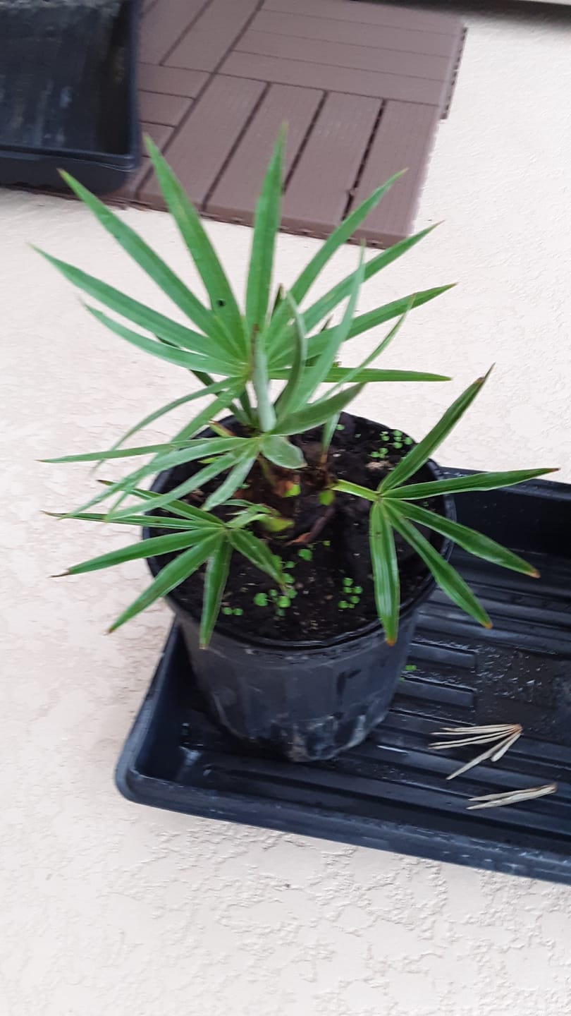 Customer photo review of Silver Saw Palmetto, Georgia Silver