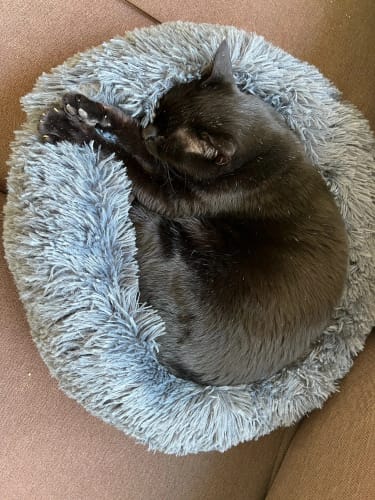 Customer photo review of Coussin Anti-Stress pour Chien