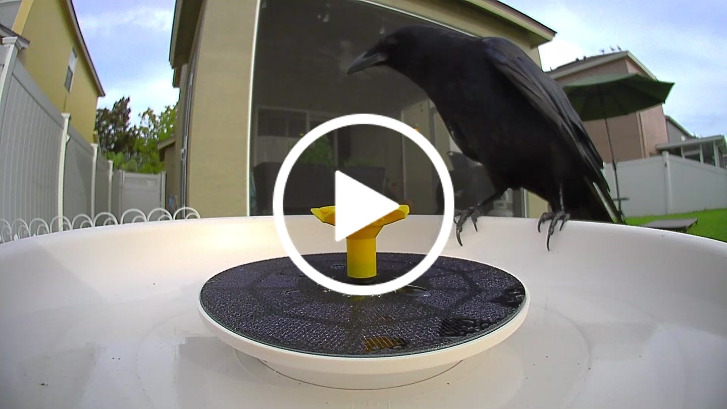 Customer video review of Birdfy Bath Pro - Smart Bird Bath with Camera