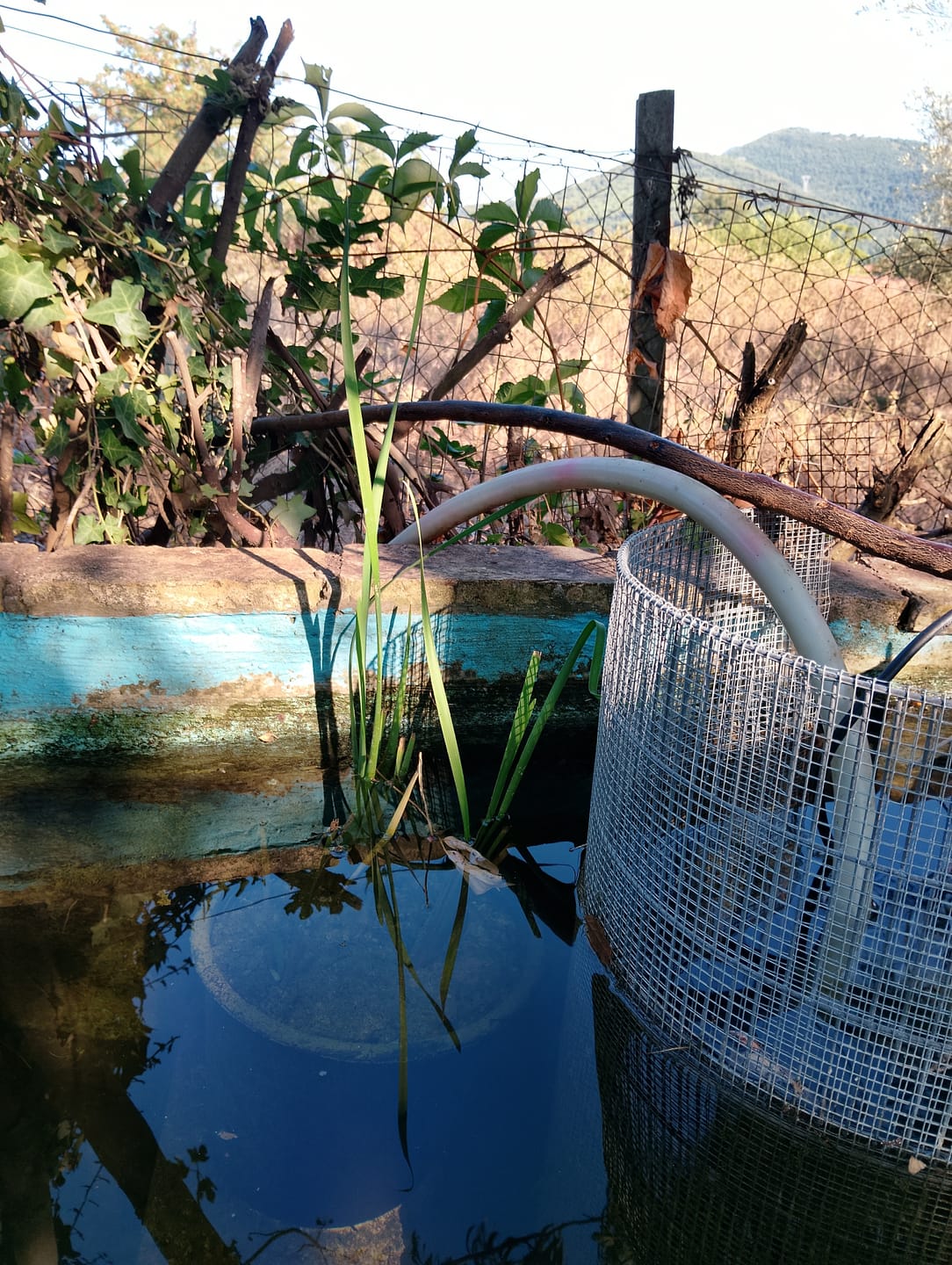 Customer photo review of Clean Water Pack – 10 piante per laghetti cristallini e pieni di vita