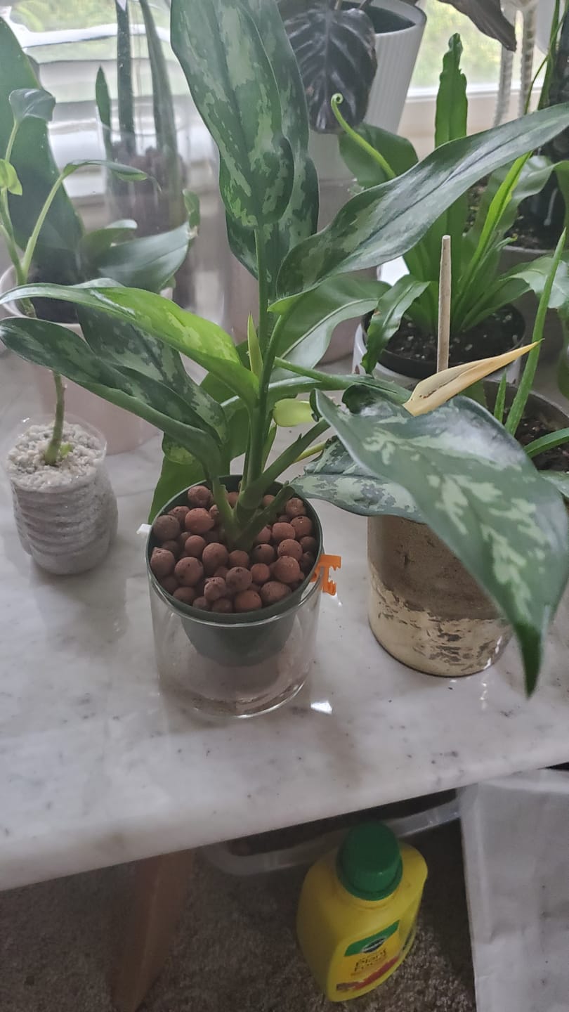 Customer photo review of Peperomia caperata 'Frost'