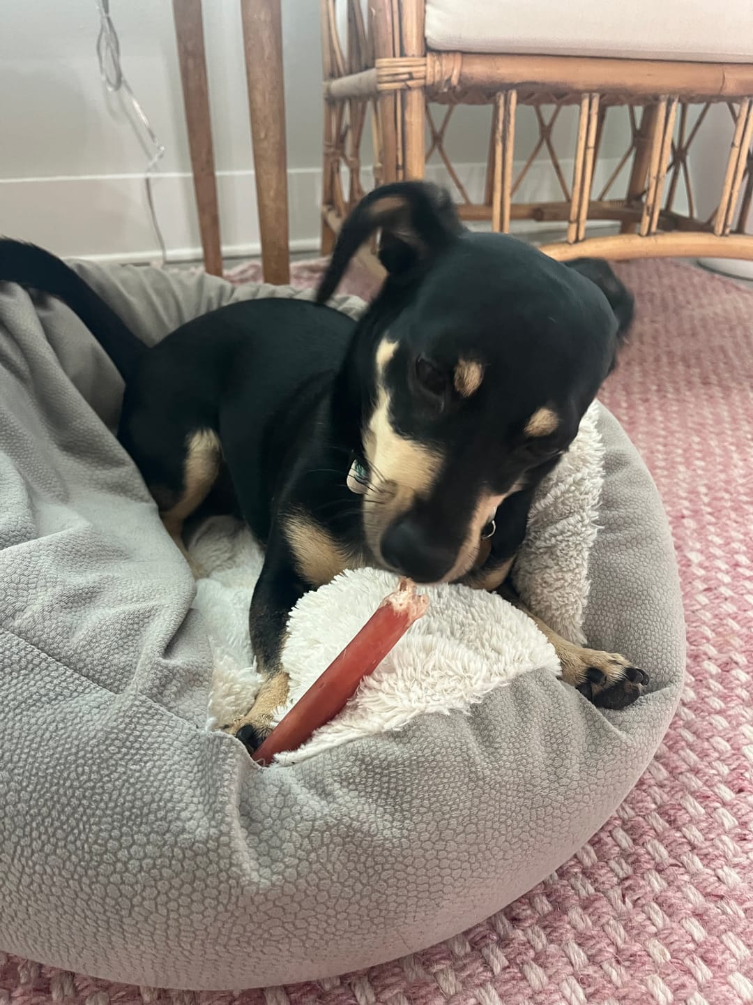 Customer photo review of Regular Bully Sticks