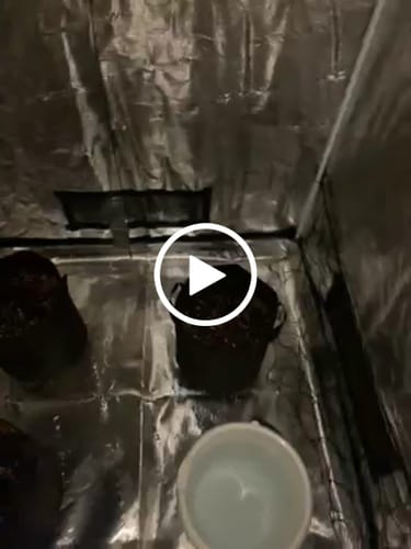 Customer video review of Bubble Gum 040 Cannabissamen, Feminisierte Autoflower Indica Samen für den Eigenanbau, für Anfänger