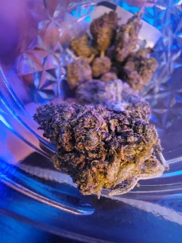 Customer photo review of Sunrise to Sunset Exotic Smalls Bundle