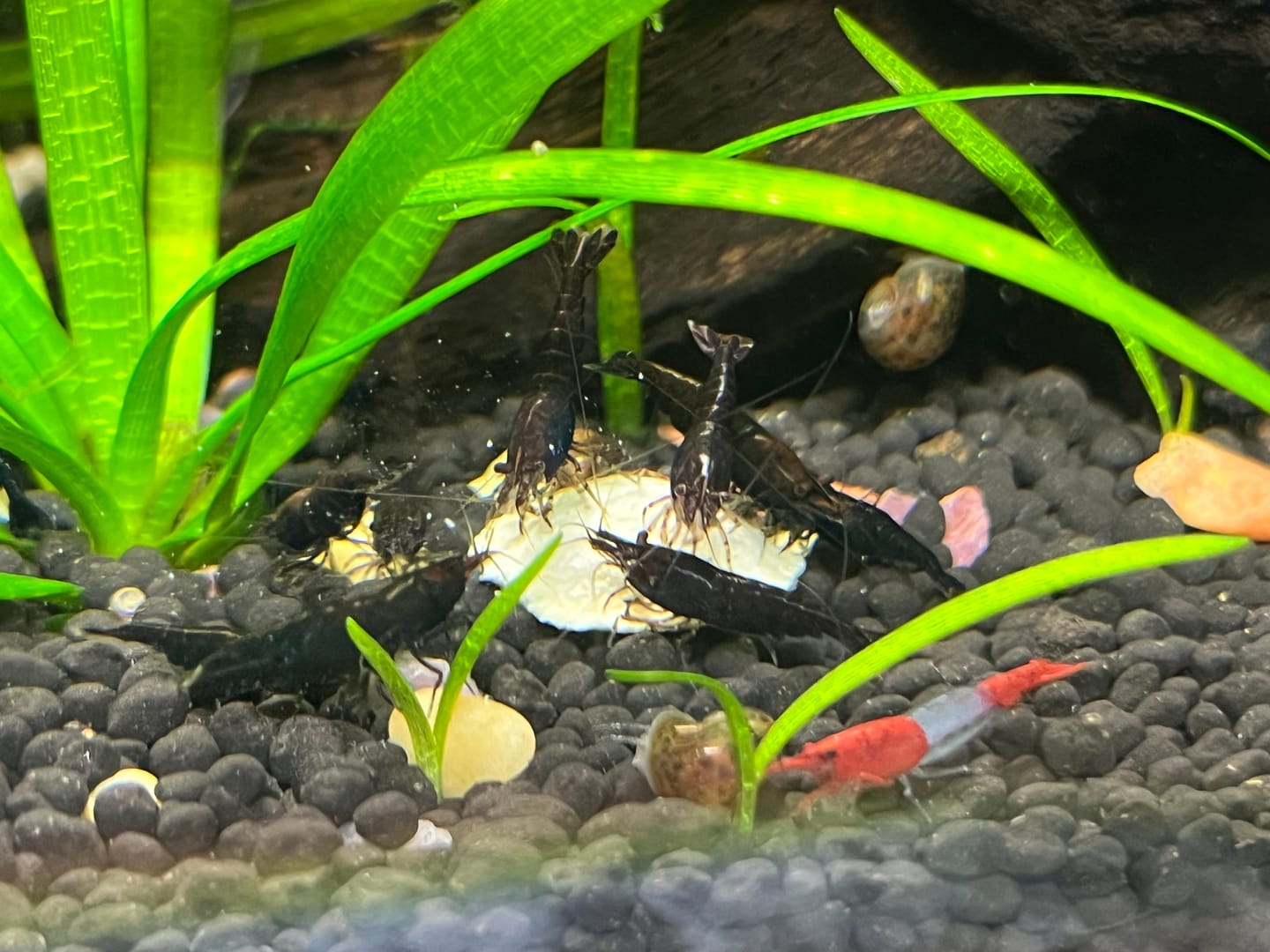 Customer photo review of Chocolate Shrimp