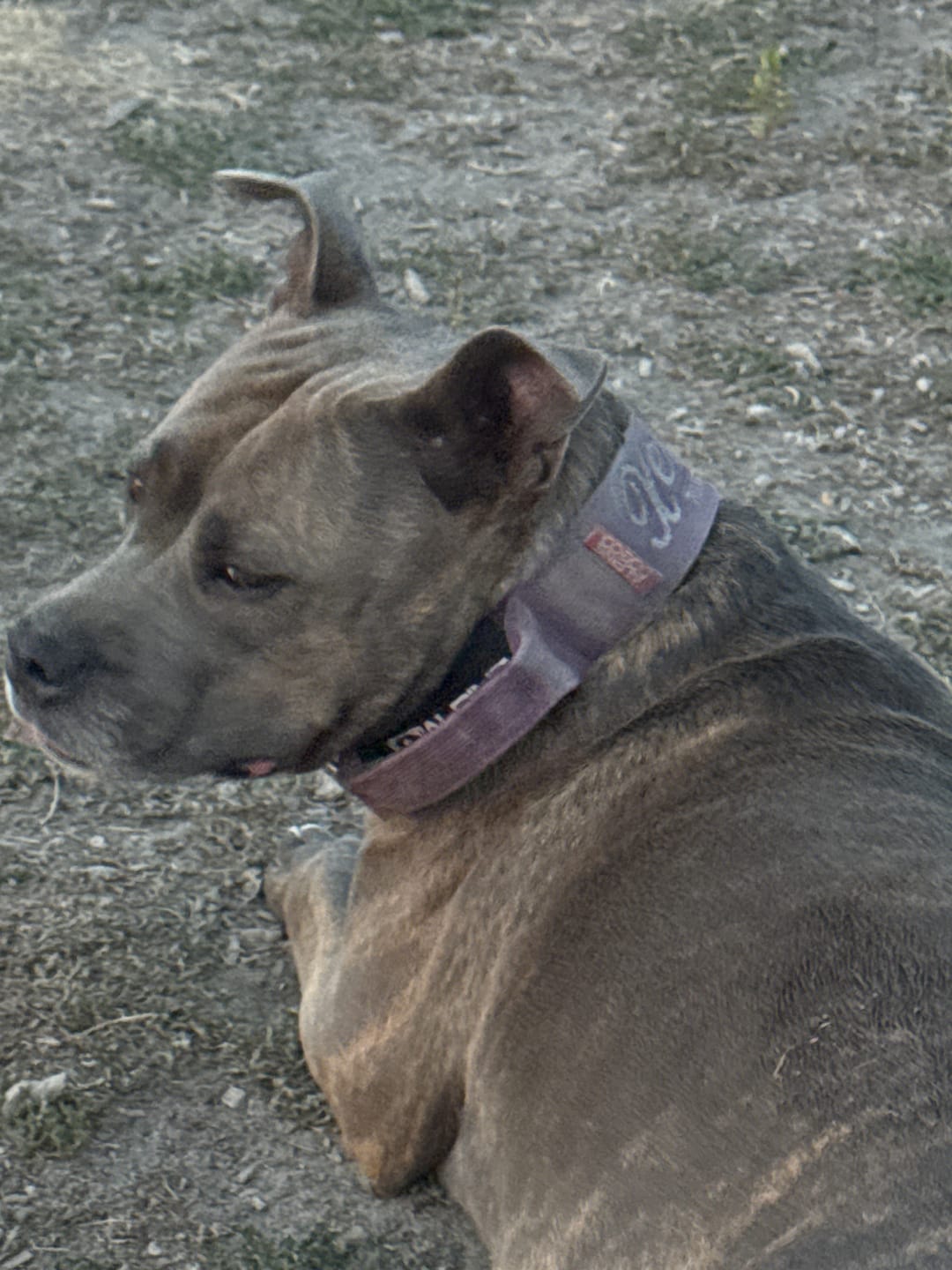 Customer photo review of 2" Tactik Dog Collar - Grape