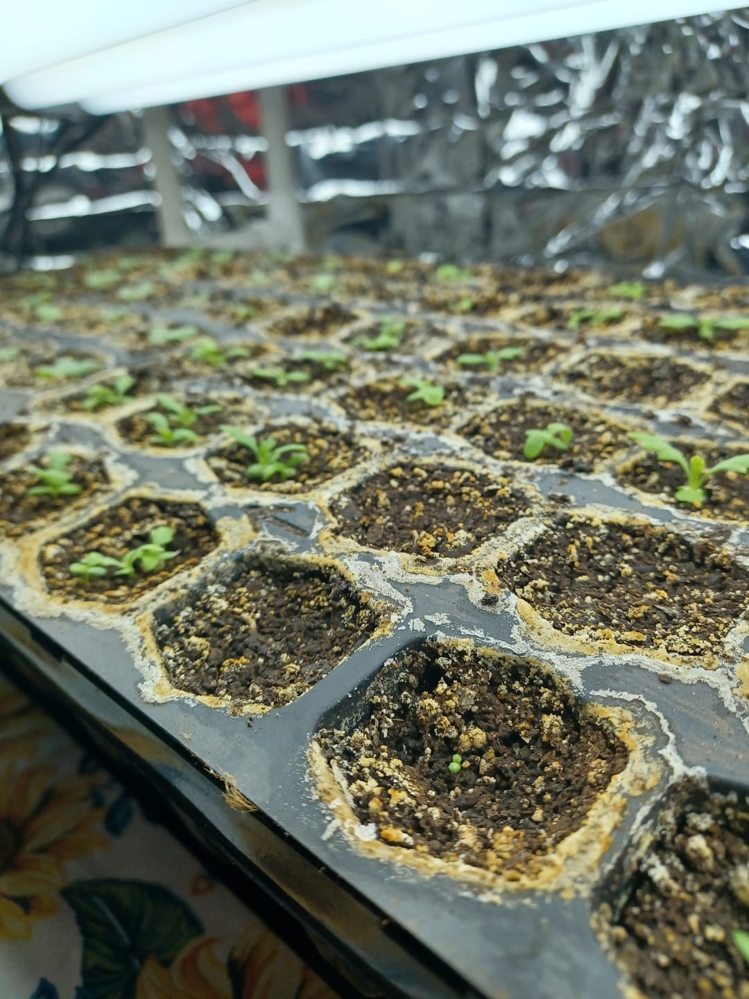 Customer photo review of Black-Eyed Susan, Prairie Sun