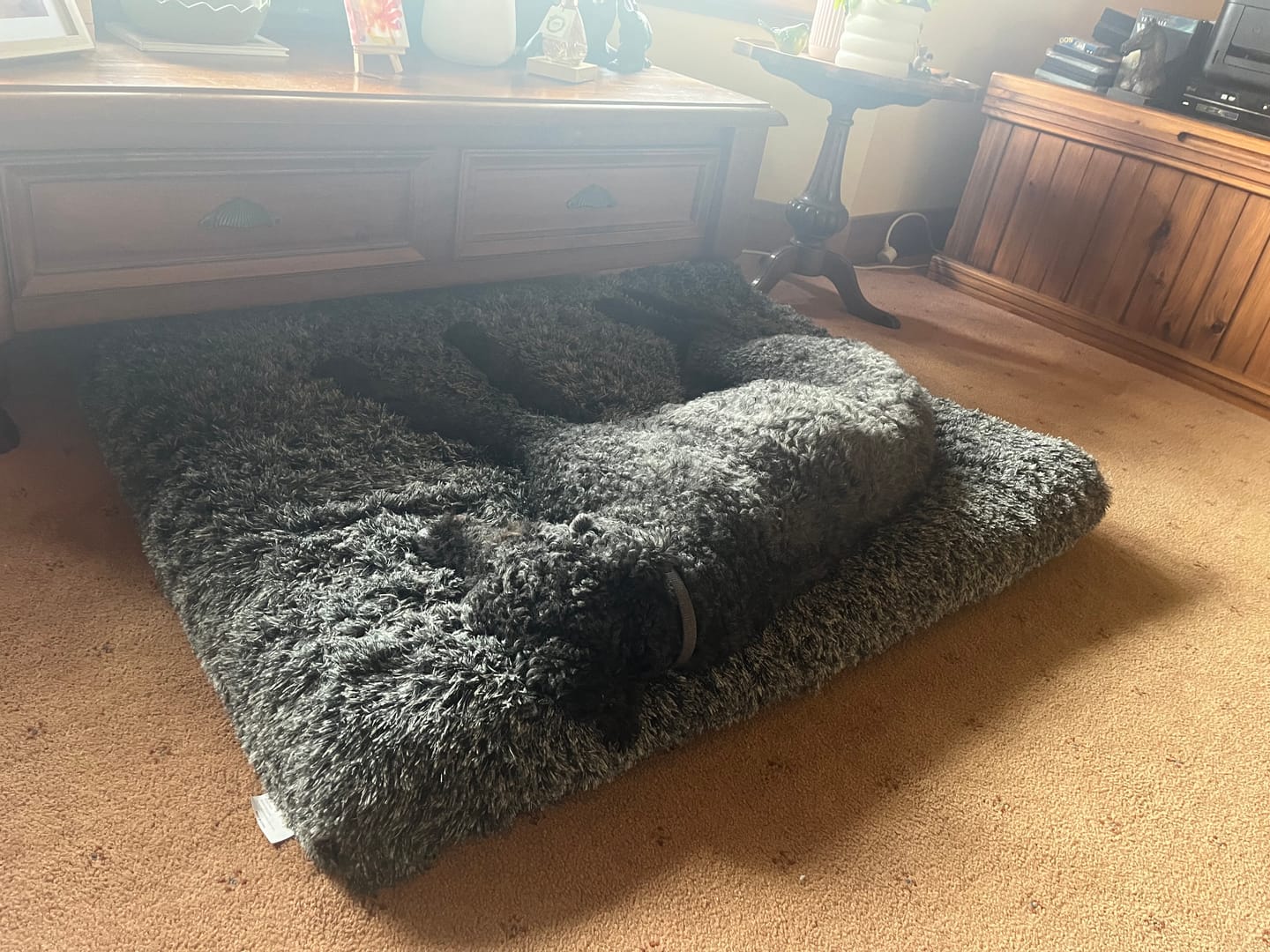 Customer photo review of PaWz Pet Calming Blanket