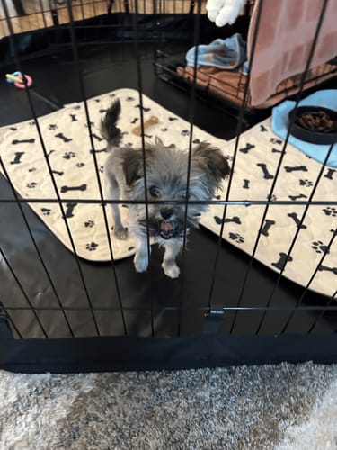 Customer photo review of Potty Buddy™ - The Durable Leak-Free Potty Pad