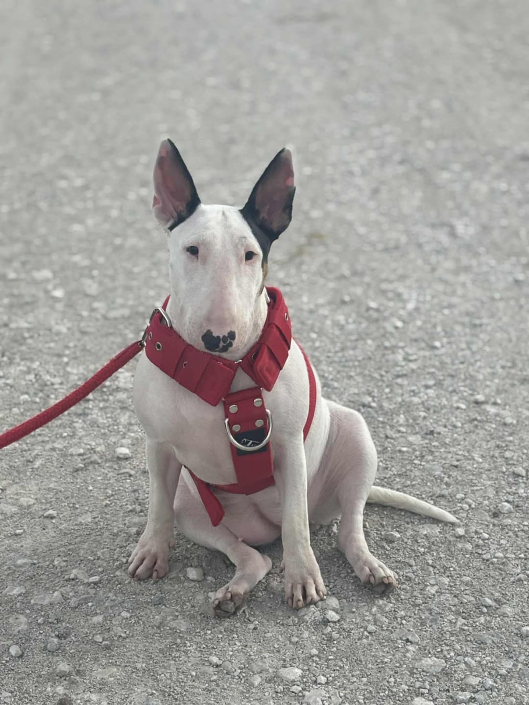 Customer photo review of Szelki z raczką typu guard - Easy Walk Czerwone