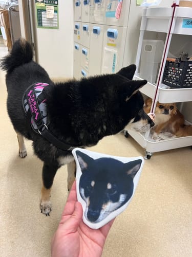 Customer photo review of 本物そっくり♪ペットフェイスバッグ