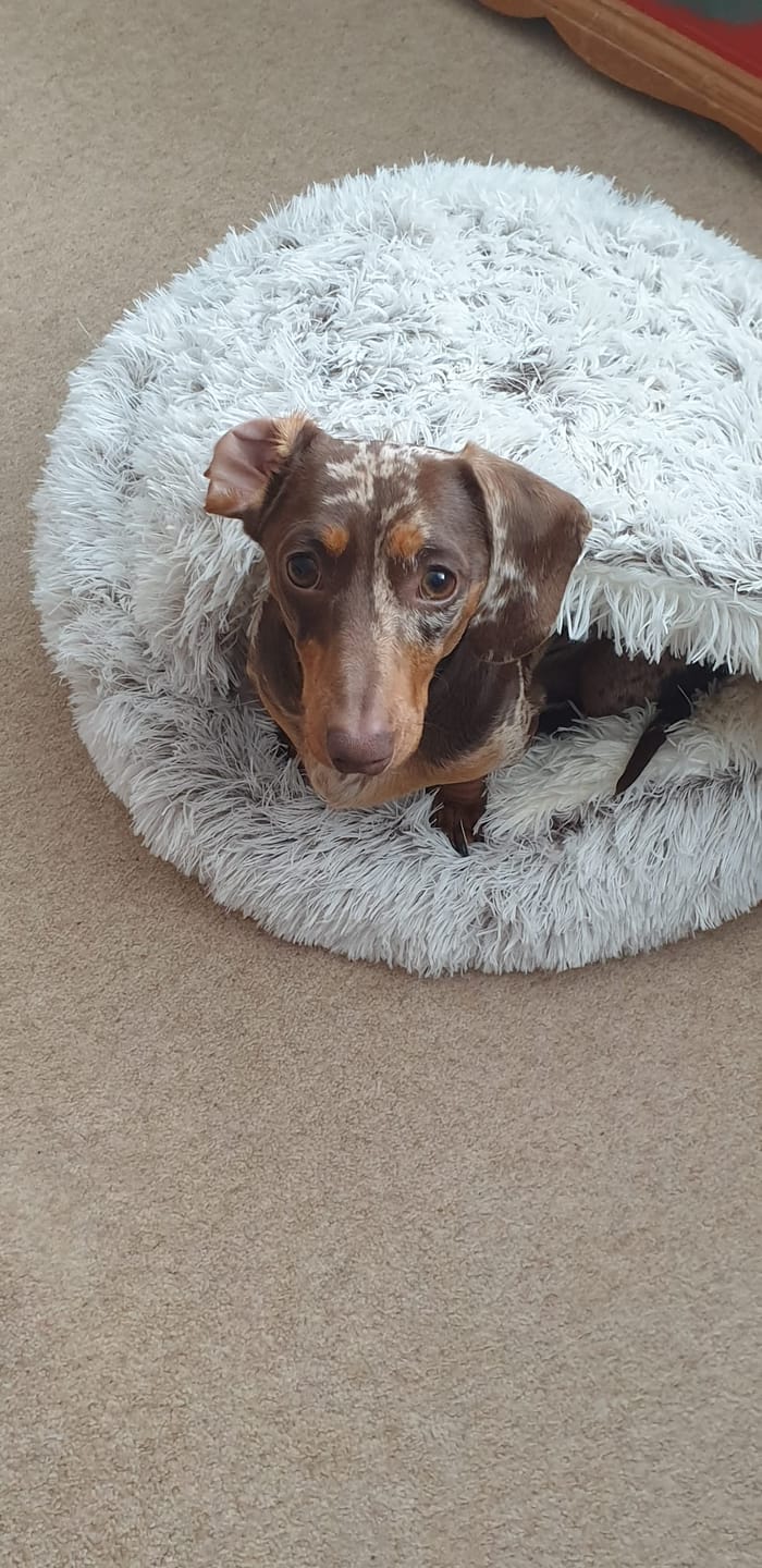 Customer photo review of Burrow Buddy™ - Pet Bed
