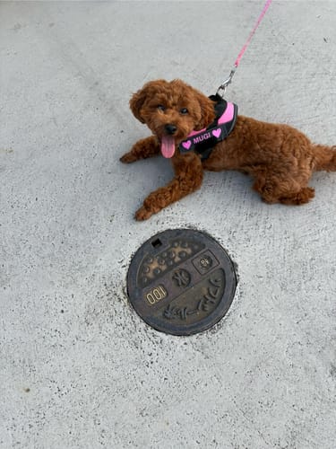 Customer photo review of FunFunPet 高機能ハーネス（お名前タグ作成サービス付き）