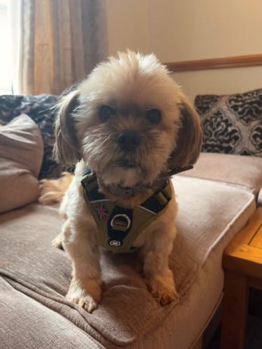 Tracy C. review of Anti Pull Hurricane Harness - With Handle - Olive Green image 1 out of 2