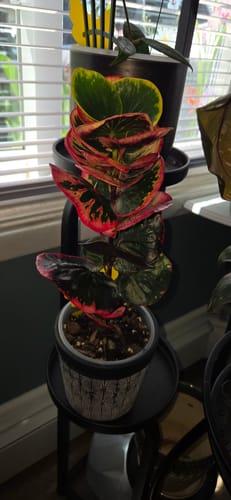 Customer photo review of Codiaeum variegatum 'Rose'