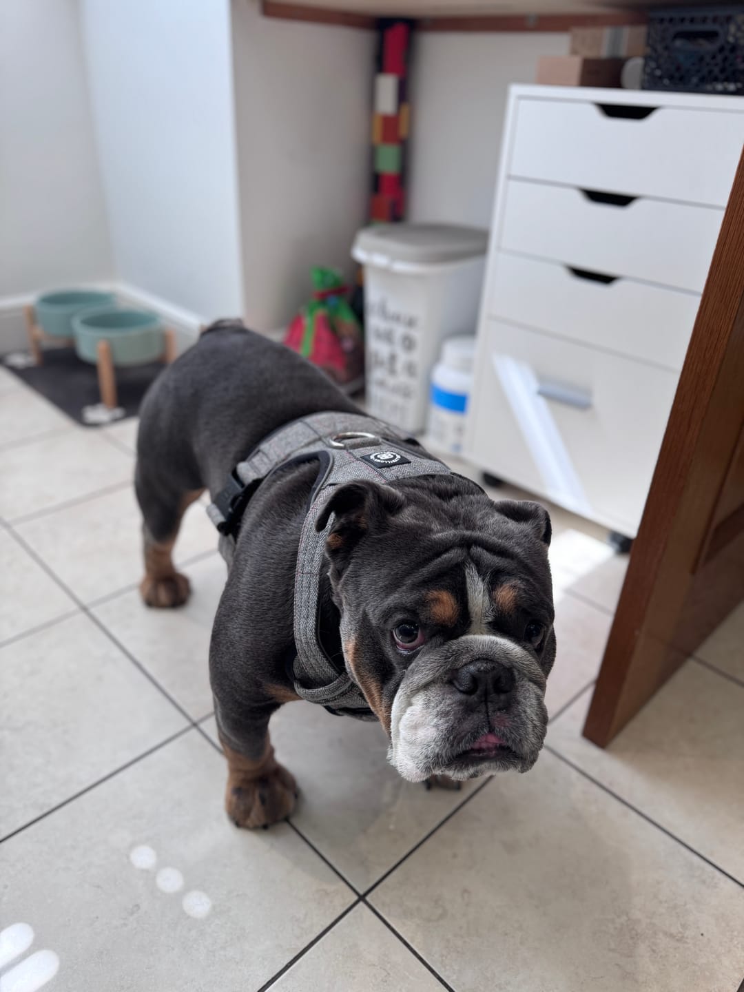Customer photo review of Premium Comfort Herringbone Harness | Non Restrictive - Stone Grey