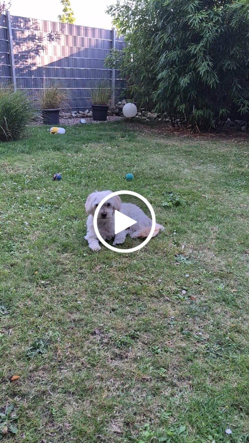 Customer video review of Allergietest - Gräser, Milben & Co. Hund