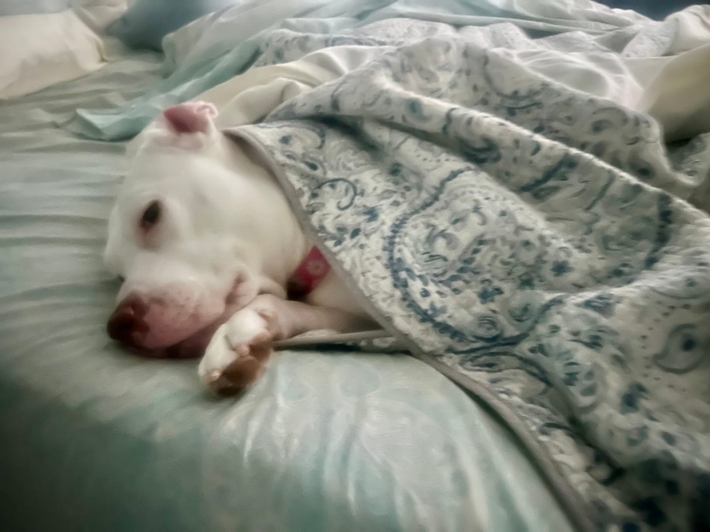 Customer photo review of KING KALM CBD 300mg - Large Pet Formula 45 to 65lbs