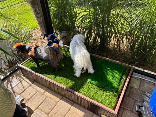 Customer photo review of Porch Potty STANDARD