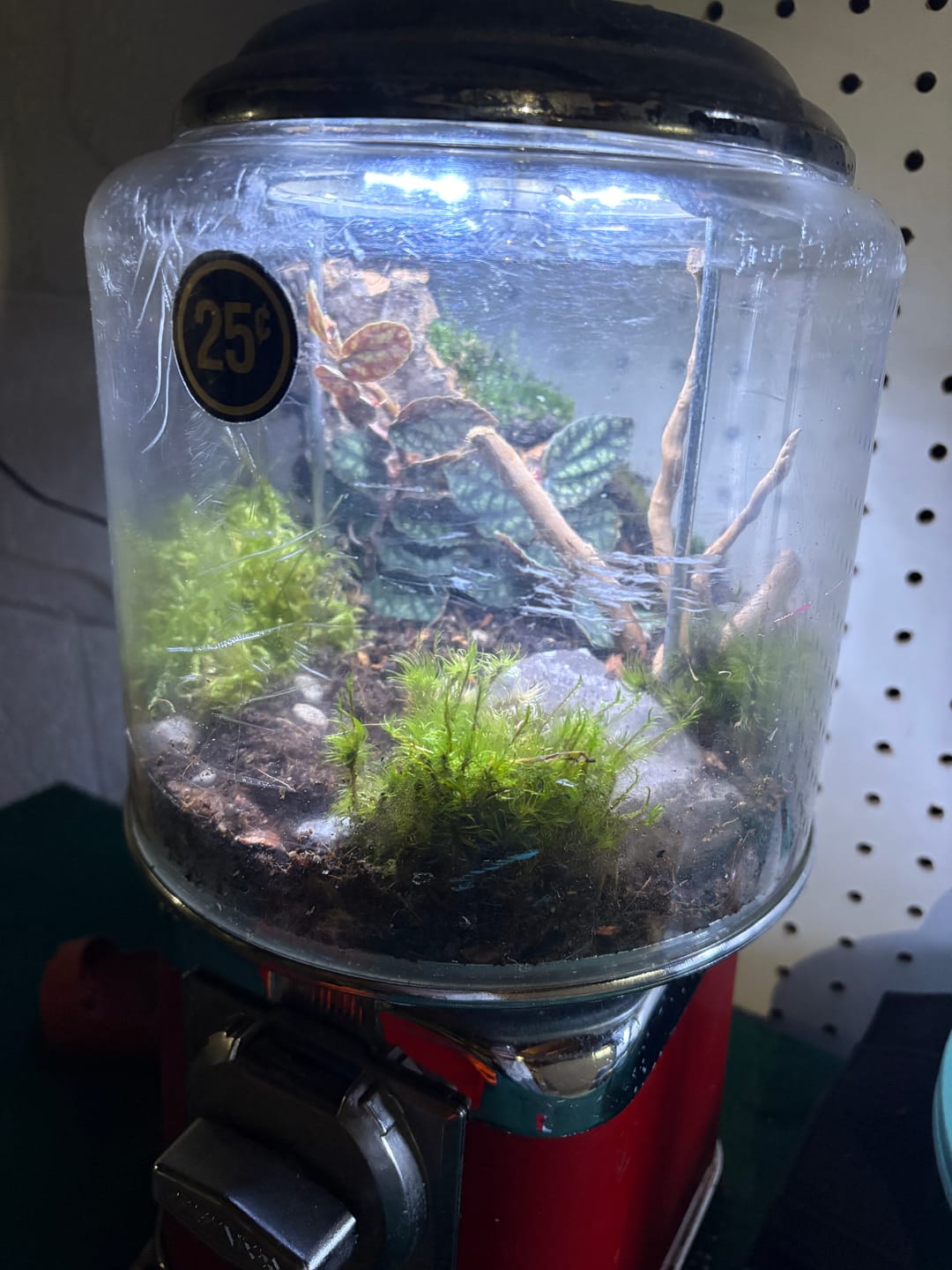 Customer photo review of Mood Moss - Revita-Moss (Dicranum)
