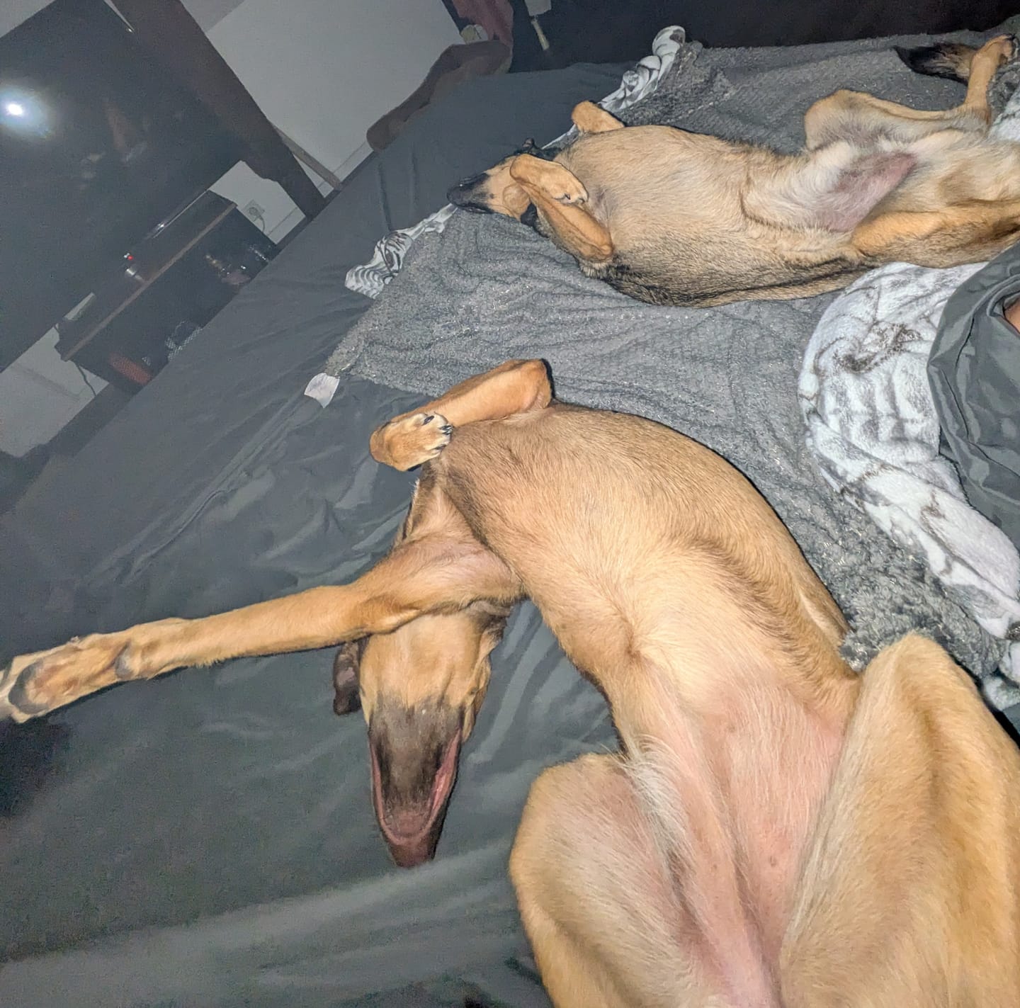 Customer photo review of Complément anti-stress  | Chien