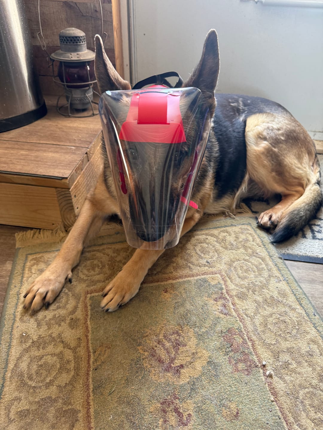 Customer photo review of OptiVizor - Regular Snout - Clear UV Tint