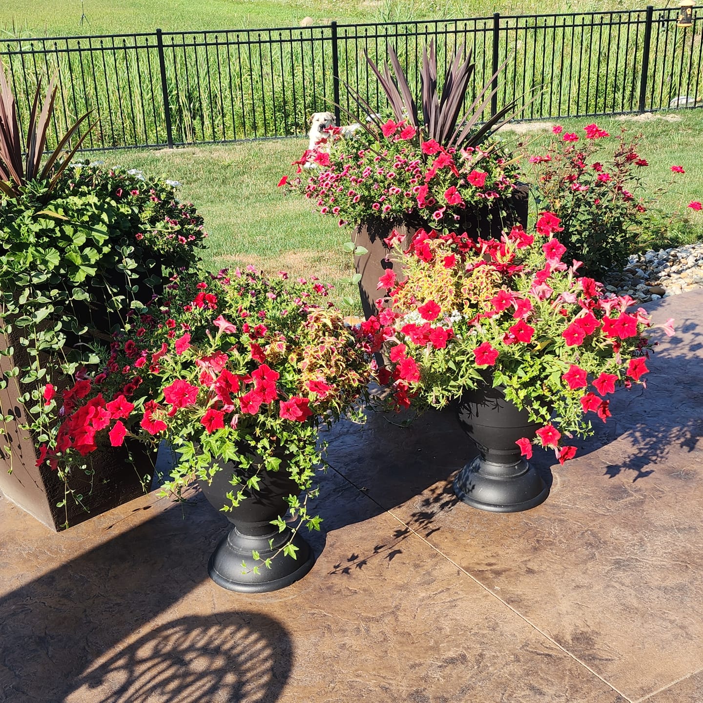 Customer photo review of Elm Power Bundle