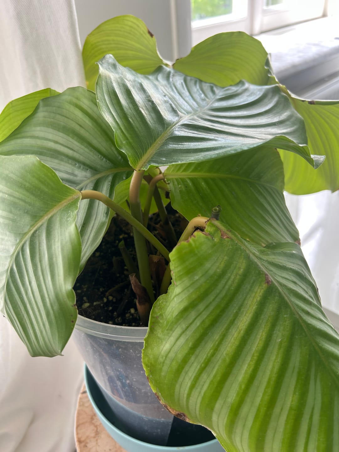 Customer photo review of Calathea & Maranta Mix