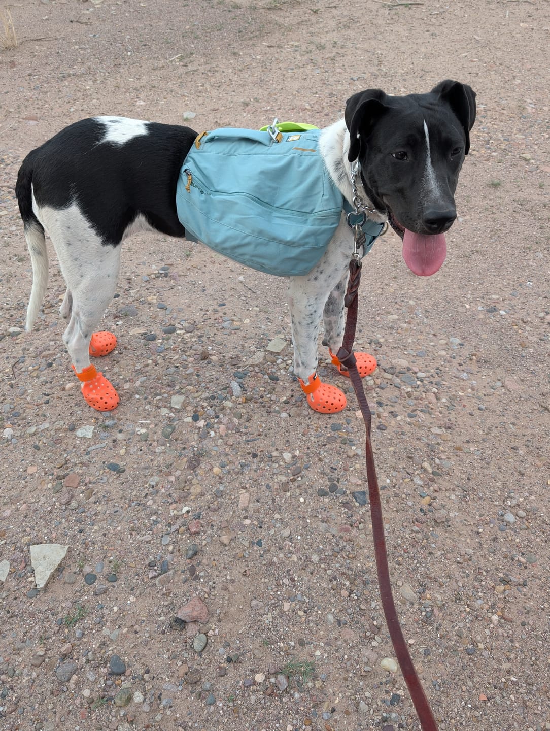Customer photo review of WagWellies® Mojave Neon Orange
