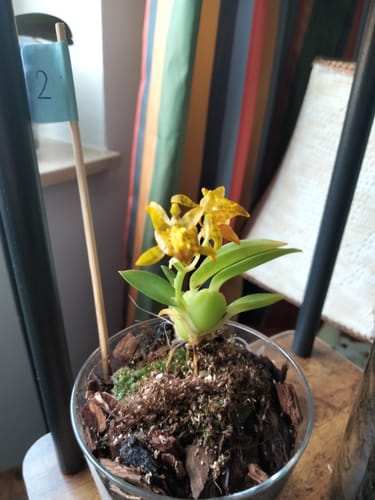 Customer photo review of Mini-Duft-Orchidee Cyrtochilum meirax mit gelben Blüten und 1+ Rispen