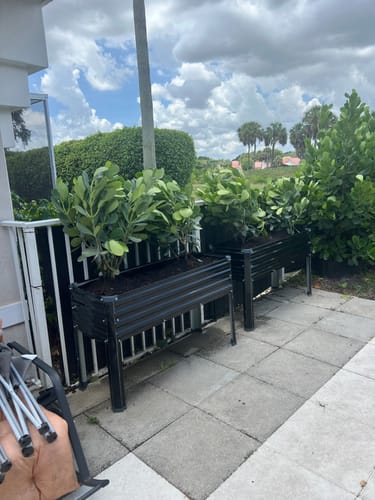 Customer photo review of Clusia