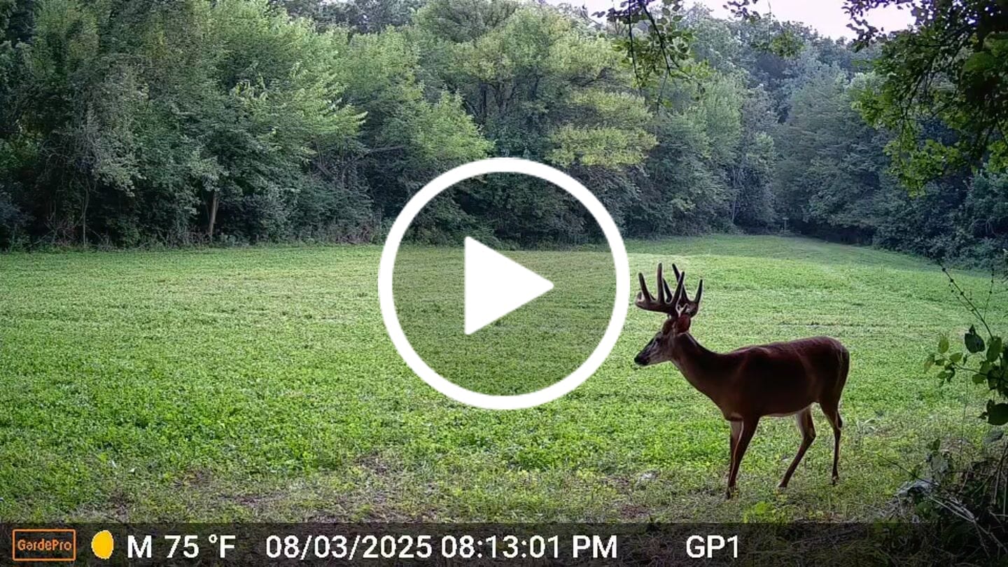 Customer video review of GardePro X60P Live Max (Cellular)
