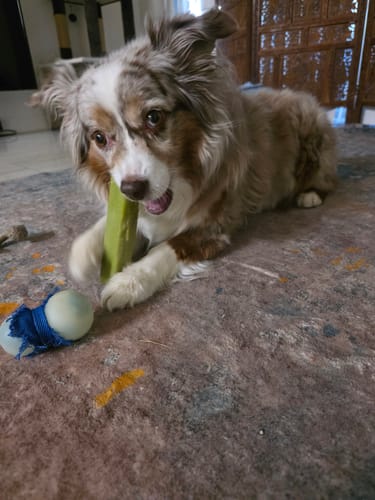 Customer photo review of Himalayan Yak Chew Flavor Pack