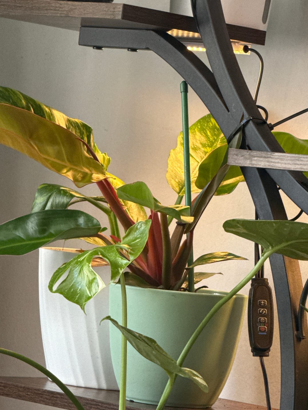 Customer photo review of Philodendron 'Sun Red'