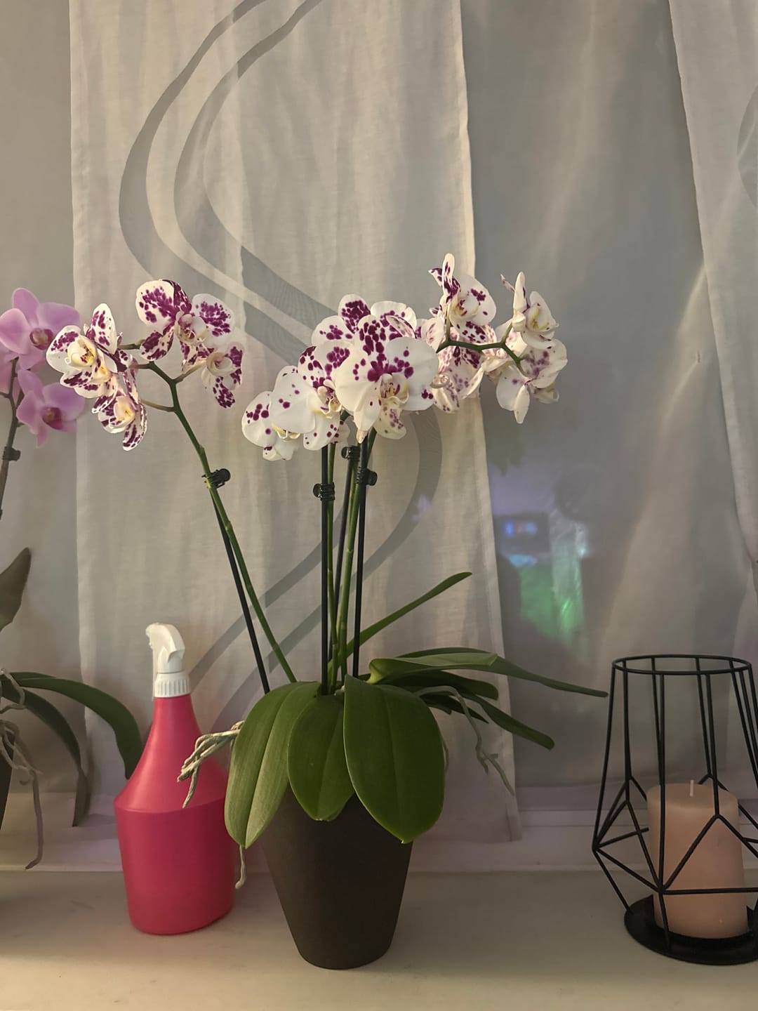 Customer photo review of Große Two of Us Marrakesh mit gefleckten Blüten und 3 Rispen