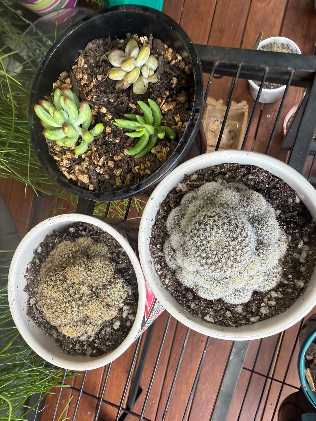 Customer photo review of Rebutia 'Paradisian Pink' (Lg)