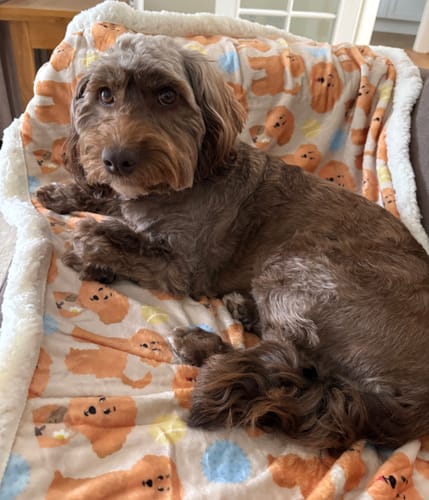 Customer photo review of Blankie - Curly Club Collection