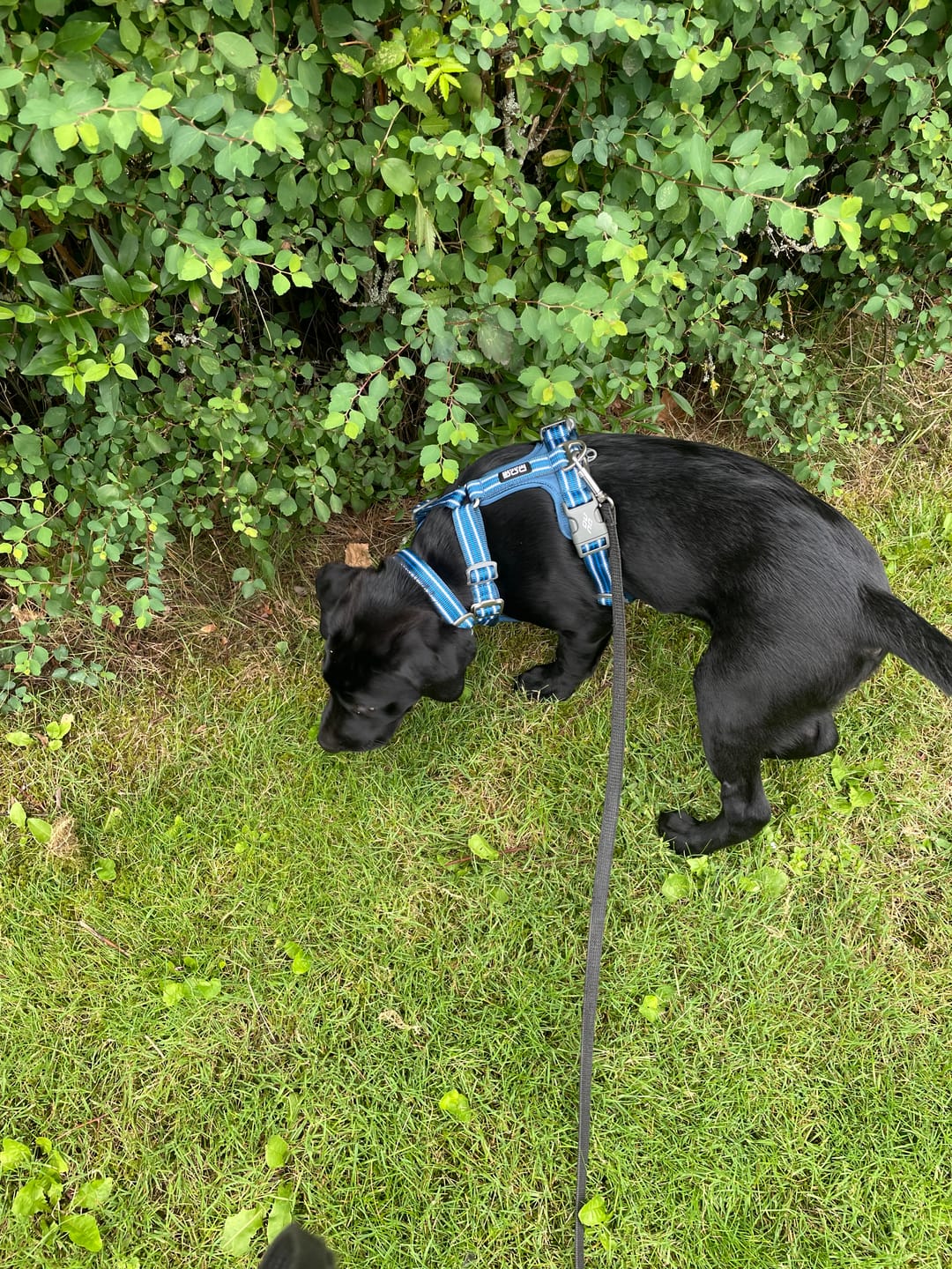 Customer photo review of Dog Copenhagen Urban Style™ Halsbånd - Ocean Blue