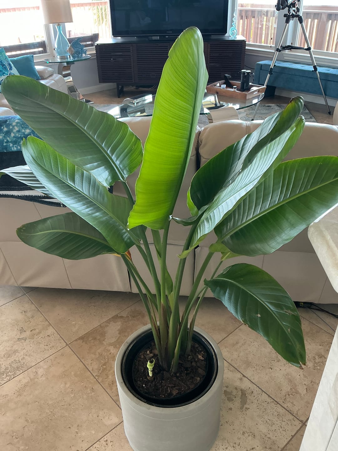 Customer photo review of Bird of Paradise White, Strelitzia Nicolai