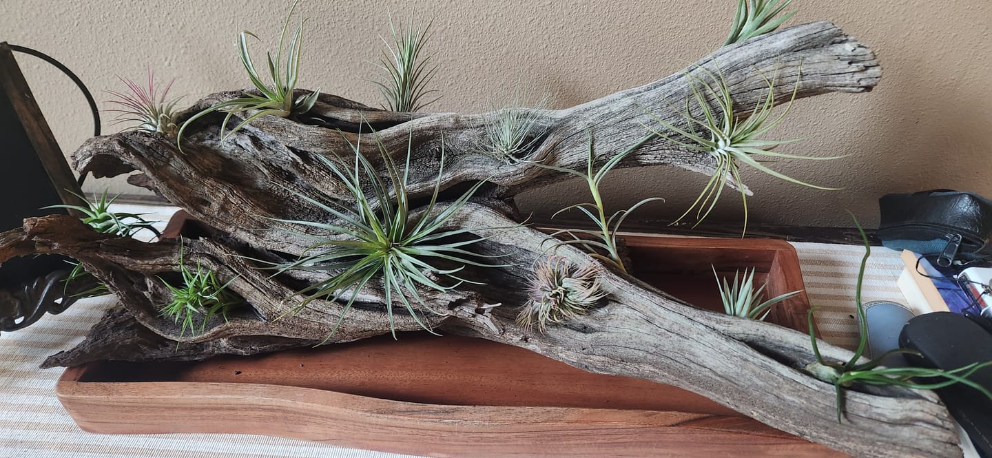 Customer photo review of 3 Air Plants & Fertilizer  Great Starter Mix