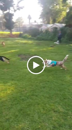 Video de Jose G.